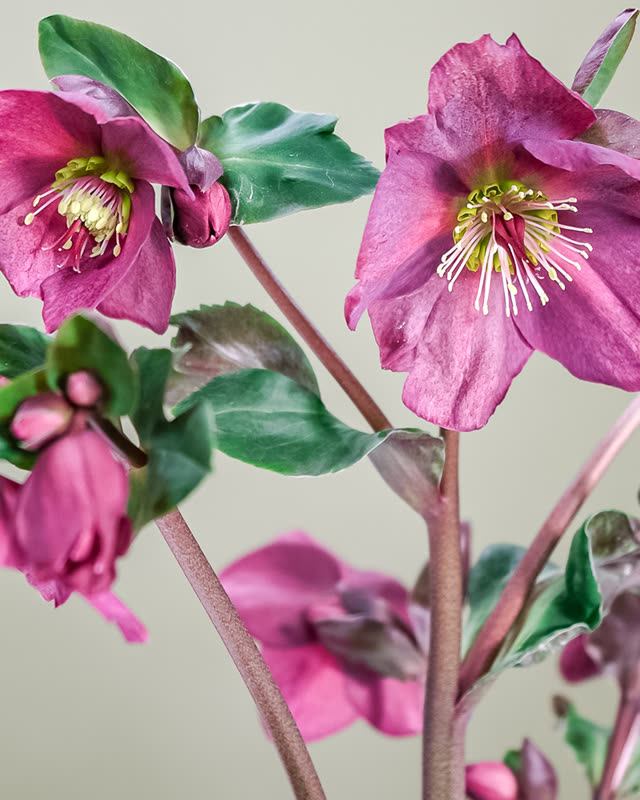 A close-up of deep magenta hellebore flowers with pale green centres.