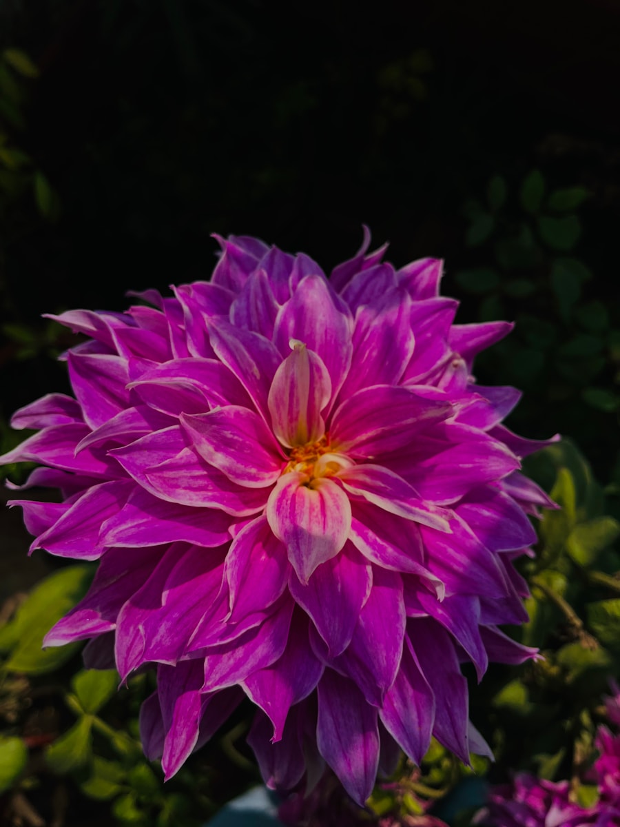 Purple dahlia open against green leaves
