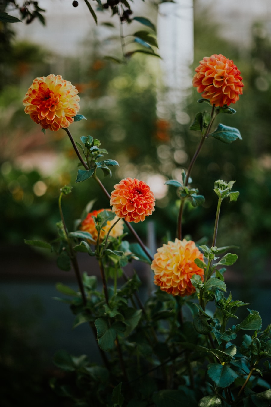 Orange and yellow dahlias growing in a garden