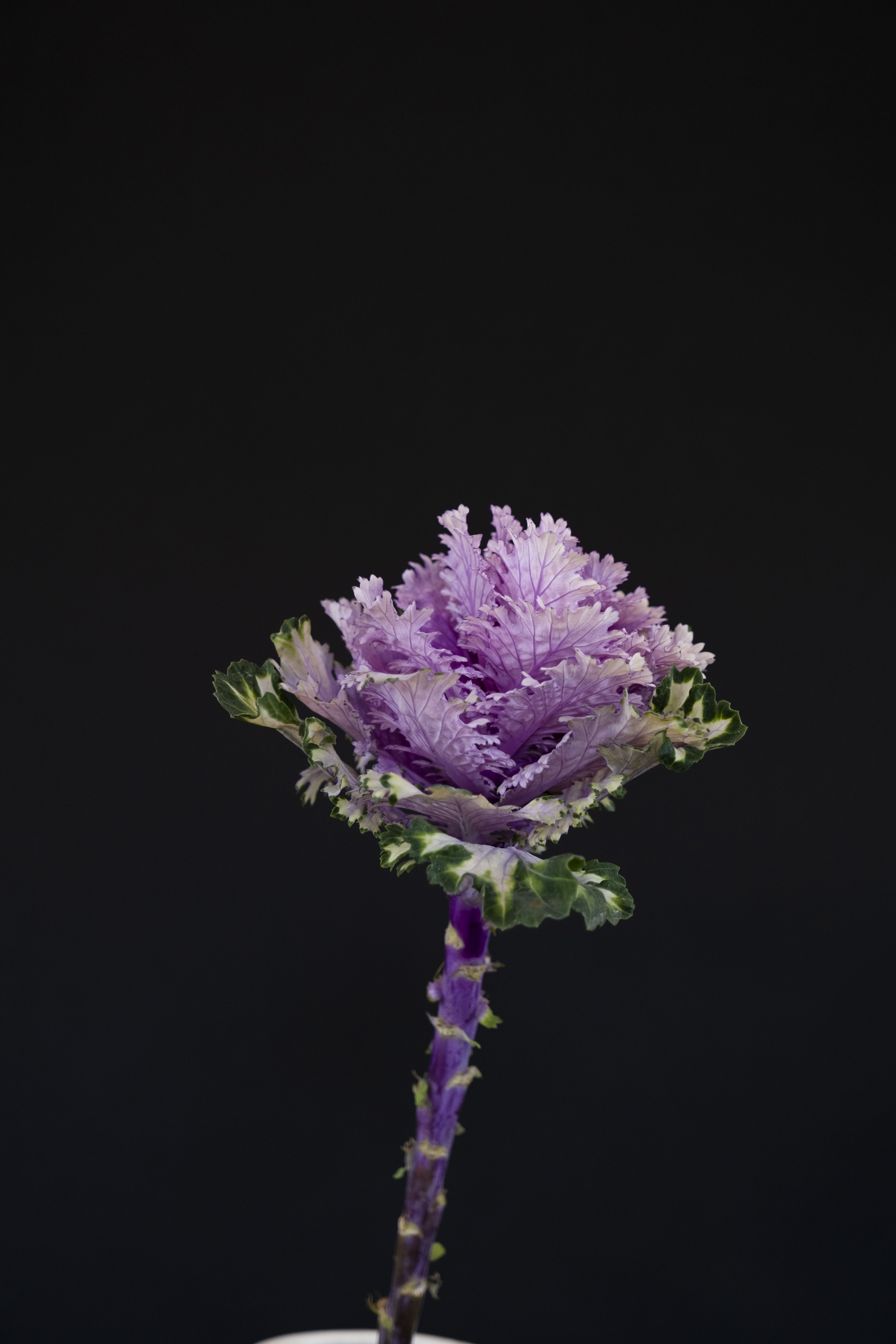 A single ornamental kale plant with layered purple and green leaves against a dark background.